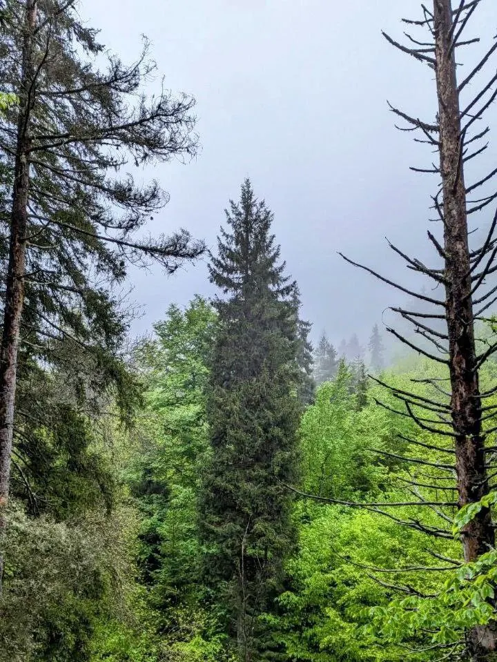 Открытые луга и леса парка Алгети